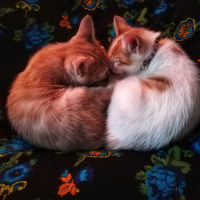 Sarman, Kedi  Fıtık fotoğrafı