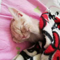 Sarman, Kedi  Fıtık fotoğrafı