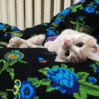 Sarman, Kedi  Fıtık fotoğrafı