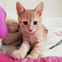 Sarman, Kedi  Fıtık fotoğrafı
