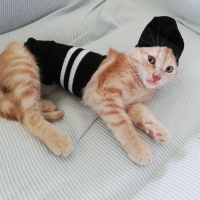 Sarman, Kedi  Fıtık fotoğrafı