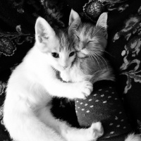 Sarman, Kedi  Fıtık fotoğrafı