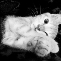 Sarman, Kedi  Fıtık fotoğrafı