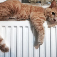 Sarman, Kedi  Fıtık fotoğrafı