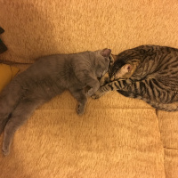 Tekir Kedi, Kedi  Bonbon fotoğrafı