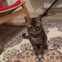 Tekir Kedi, Kedi  Bonbon fotoğrafı