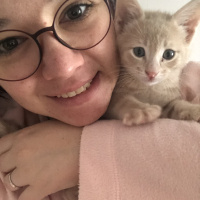 Sarman, Kedi  Latte fotoğrafı