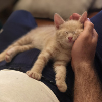 Sarman, Kedi  Latte fotoğrafı