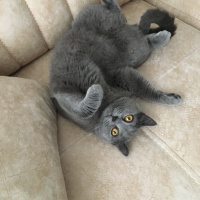 Scottish Fold, Kedi  Jülide fotoğrafı