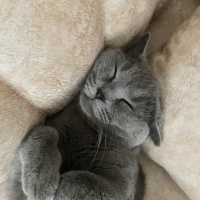 Scottish Fold, Kedi  Jülide fotoğrafı