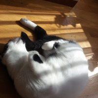 Van Kedisi, Kedi  leo fotoğrafı