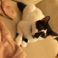 Van Kedisi, Kedi  leo fotoğrafı