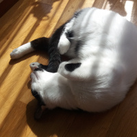 Van Kedisi, Kedi  leo fotoğrafı