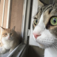 Tekir Kedi, Kedi  Rüzgar fotoğrafı