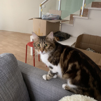 Tekir Kedi, Kedi  Melin fotoğrafı