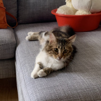 Tekir Kedi, Kedi  Melin fotoğrafı
