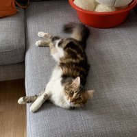 Tekir Kedi, Kedi  Melin fotoğrafı