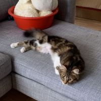 Tekir Kedi, Kedi  Melin fotoğrafı