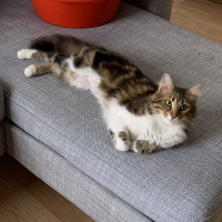 Tekir Kedi, Kedi  Melin fotoğrafı