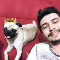 Pug, Köpek  paşa fotoğrafı