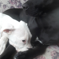 Dogo Arjantin, Köpek  Mona fotoğrafı
