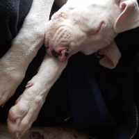 Dogo Arjantin, Köpek  Mona fotoğrafı