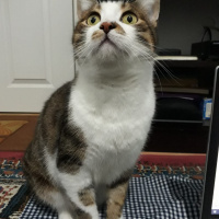 Soke, Kedi  minik fotoğrafı