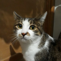 Soke, Kedi  minik fotoğrafı