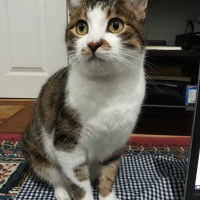 Soke, Kedi  minik fotoğrafı