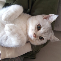 British Shorthair, Kedi  Leo fotoğrafı