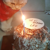 British Shorthair, Kedi  Leo fotoğrafı
