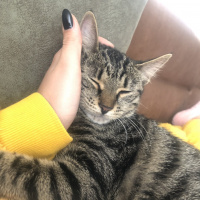 Tekir Kedi, Kedi  Köpük fotoğrafı