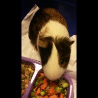 Guinea Pig, Kemirgen  Riko fotoğrafı