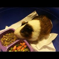 Guinea Pig, Kemirgen  Riko fotoğrafı