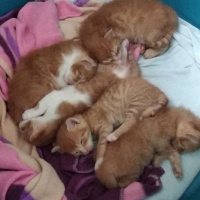 Chinchilla, Kedi  Karamel ve kardeşleri fotoğrafı