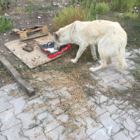Sokö (Sokak Köpeği), Köpek  Drogba fotoğrafı