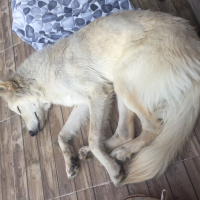 Sokö (Sokak Köpeği), Köpek  Drogba fotoğrafı