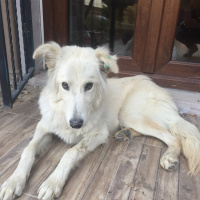 Sokö (Sokak Köpeği), Köpek  Drogba fotoğrafı