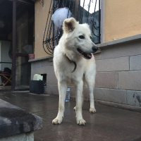 Sokö (Sokak Köpeği), Köpek  Drogba fotoğrafı
