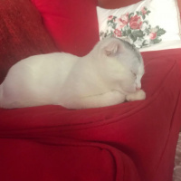 Scottish Fold, Kedi  lokum fotoğrafı