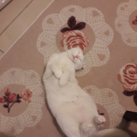 Scottish Fold, Kedi  lokum fotoğrafı