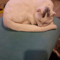 Scottish Fold, Kedi  lokum fotoğrafı