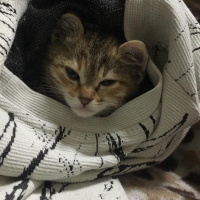 Tekir Kedi, Kedi  Zoe fotoğrafı