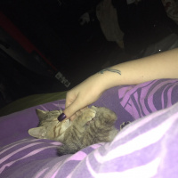 Tekir Kedi, Kedi  Zoe fotoğrafı