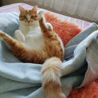 Sarman, Kedi  Çiko fotoğrafı