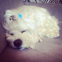 Maltese, Köpek  Fıstık fotoğrafı
