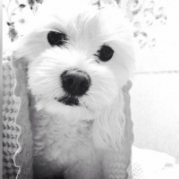 Maltese, Köpek  Fıstık fotoğrafı