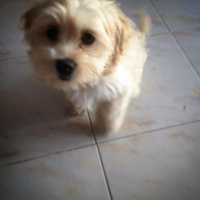 Maltese, Köpek  Fıstık fotoğrafı