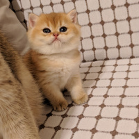 British Shorthair, Kedi  Patican fotoğrafı