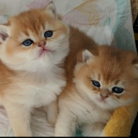 British Shorthair, Kedi  Patican fotoğrafı